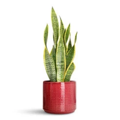 Chevron Plant Pot - Ruby 11 Chevron Plant Pot - Ruby -Hortology Plants Shop Sansevieria trifasciata Laurentii 14x50cm Chevron Pot Ruby 19x17cm