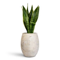 Sansevieria Trifasciata Laurentii - Variegated Snake Plant 35 Sansevieria Trifasciata Laurentii - Variegated Snake Plant -Hortology Plants Shop Sansevieria trifasciata Laurentii 17x60cm Algar Balloon Planter White 30x36cm