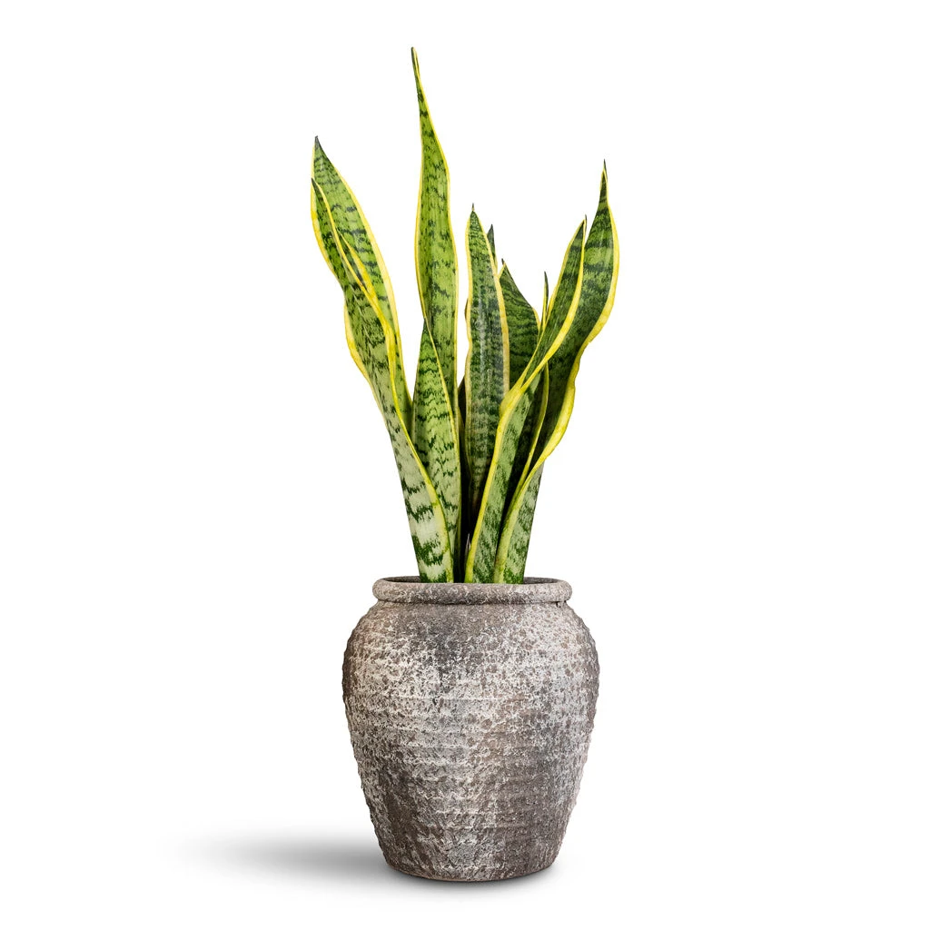Sansevieria Trifasciata Laurentii - Variegated Snake Plant 22 Sansevieria Trifasciata Laurentii - Variegated Snake Plant - Image 20