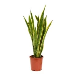 Sansevieria Trifasciata Laurentii - Variegated Snake Plant 30 Sansevieria Trifasciata Laurentii - Variegated Snake Plant -Hortology Plants Shop Sansevieria trifasciata Laurentii 19x65cm