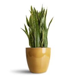 Sven Plant Pot - Mustard 12 Sven Plant Pot - Mustard -Hortology Plants Shop Sansevieria trifasciata Laurentii 30x90cm Sven Pot Mustard 33x28cm 1
