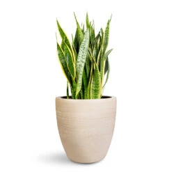 Sansevieria Trifasciata Laurentii - Variegated Snake Plant 33 Sansevieria Trifasciata Laurentii - Variegated Snake Plant -Hortology Plants Shop Sansevieria trifasciata Laurentii 30x90cm Toulouse Planter Natural 42x39cm