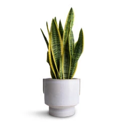 Sansevieria Trifasciata Laurentii - Variegated Snake Plant 26 Sansevieria Trifasciata Laurentii - Variegated Snake Plant -Hortology Plants Shop Sansevieria trifasciata Laurentii Variegated Snake Plant 14x50cm Aries Handles Plant Pot White 19x20cm