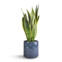 Arley Plant Pot - Blue Dragonfly -Hortology Plants Shop Sansevieria trifasciata Laurentii Variegated Snake Plant 15x45cm Arley Plant Pot Blue Dragonfly 17x17.5cm