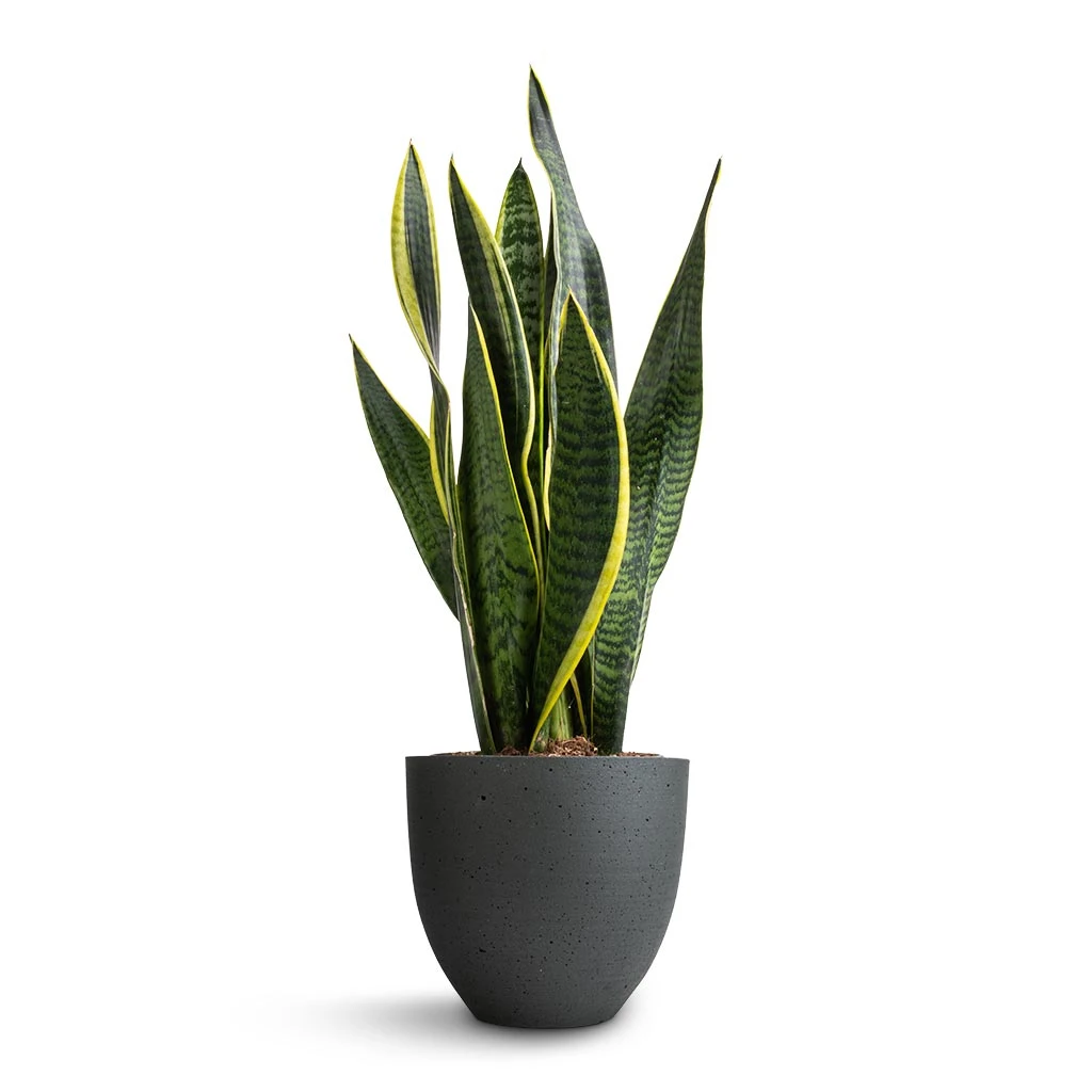 Sansevieria Trifasciata Laurentii - Variegated Snake Plant 21 Sansevieria Trifasciata Laurentii - Variegated Snake Plant - Image 19