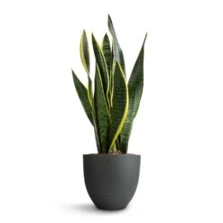 Coral Refined Planter - Pine Green 11 Coral Refined Planter - Pine Green -Hortology Plants Shop Sansevieria trifasciata Laurentii Variegated Snake Plant 15x45cm Coral Refined Planter Pine Green 18x15cm 5bc3aa23 9893 4ee9 9113 75544579acf3
