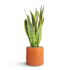 Sansevieria Trifasciata Laurentii - Variegated Snake Plant 27 Sansevieria Trifasciata Laurentii - Variegated Snake Plant -Hortology Plants Shop Sansevieria trifasciata Laurentii Variegated Snake Plant 15x45cm Hadleigh Plant Pot Amber 17x15cm dc152ae7 88bd 4a26 9afe a76af1301676