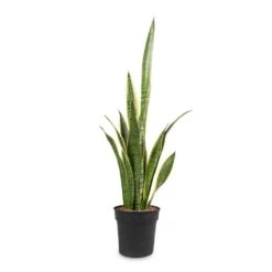 Sansevieria Trifasciata Laurentii - Variegated Snake Plant 36 Sansevieria Trifasciata Laurentii - Variegated Snake Plant -Hortology Plants Shop Sansevieria trifasciata Laurentii Variegated Snake Plant 16x60cm