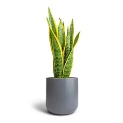Sansevieria Trifasciata Laurentii - Variegated Snake Plant 29 Sansevieria Trifasciata Laurentii - Variegated Snake Plant -Hortology Plants Shop Sansevieria trifasciata Laurentii Variegated Snake Plant 17x55cm Lisbon Plant Pot Charcoal 21x21cm