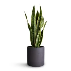 Puk Plant Pot - Black Washed 17 Puk Plant Pot - Black Washed -Hortology Plants Shop Sansevieria trifasciata Laurentii Variegated Snake Plant 17x65cm Puk Plant Pot Black Washed 20x20cm