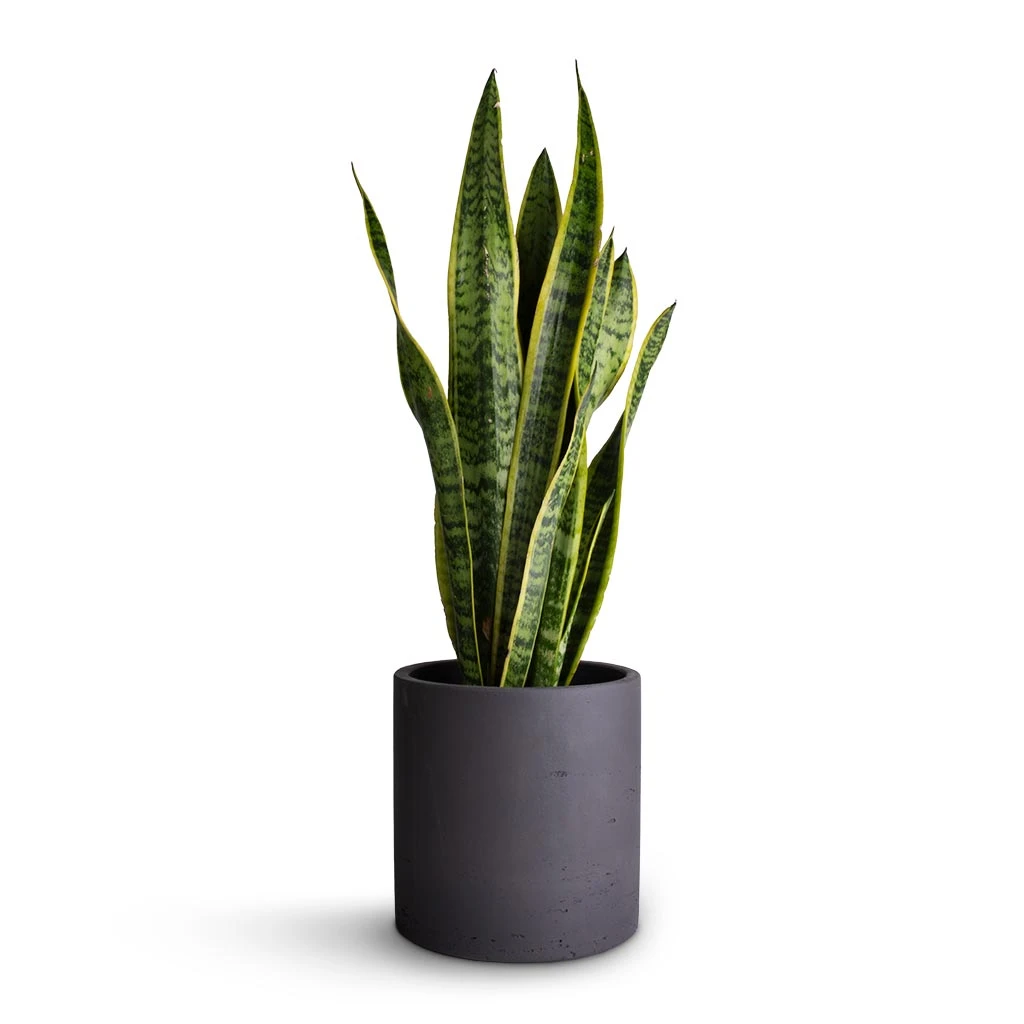 Puk Plant Pot - Black Washed 6 Puk Plant Pot - Black Washed - Image 4