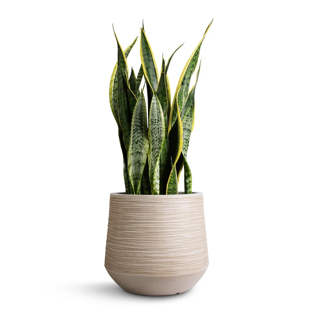Sansevieria Trifasciata Laurentii - Variegated Snake Plant 18 Sansevieria Trifasciata Laurentii - Variegated Snake Plant - Image 16