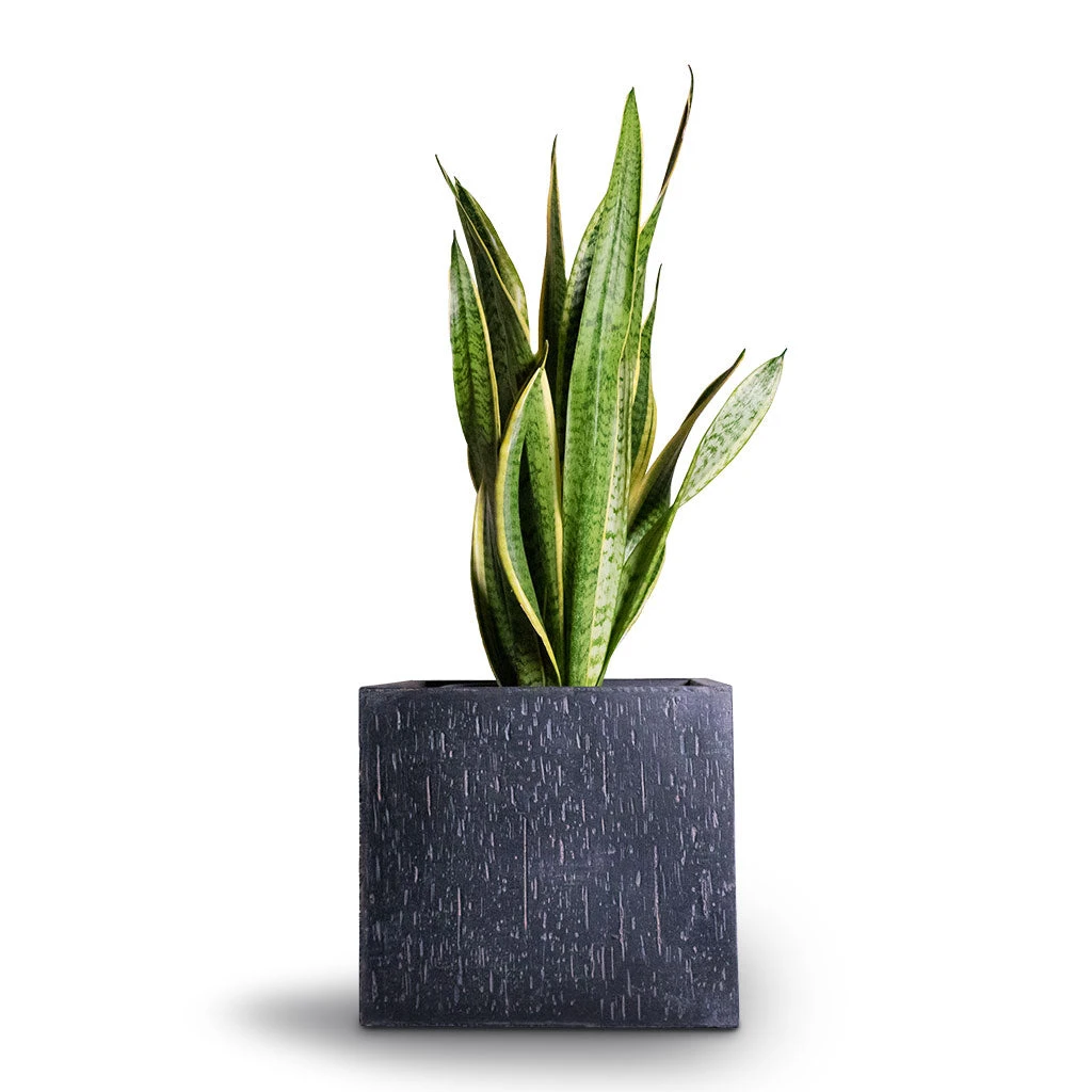 Raindrop Cube Planter - Anthracite 7 Raindrop Cube Planter - Anthracite - Image 5