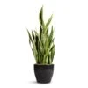 Sansevieria Trifasciata Laurentii - Variegated Snake Plant -Hortology Plants Shop Sansevieria trifasciata Laurentii Variegated Snake Plant 30x90cm Sven Plant Pot Black 33x28cm 9df4d22f d739 4a68 b525 5cb6548d99bd