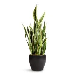 Sansevieria Trifasciata Laurentii - Variegated Snake Plant