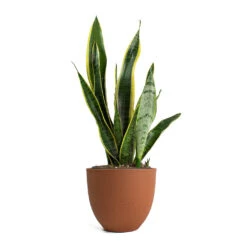 Sansevieria Trifasciata Laurentii - Variegated Snake Plant 31 Sansevieria Trifasciata Laurentii - Variegated Snake Plant -Hortology Plants Shop Sansevieria trifasciata Laurentii Variegated Snake Plant Coral Refined Planter Canyon Orange 59a9fb26 77dc 4d1a acf1 bb206f0b8207