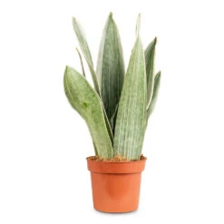 Sansevieria Trifasciata Metallica - Snake Plant 12 Sansevieria Trifasciata Metallica - Snake Plant -Hortology Plants Shop Sansevieria trifasciata Metallica 12x30cm