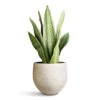 Sansevieria Trifasciata Metallica - Snake Plant 1 Sansevieria Trifasciata Metallica - Snake Plant -Hortology Plants Shop Sansevieria trifasciata Metallica 19x70cm Mini Orb Kevan Pot Grey Washed 18x15cm
