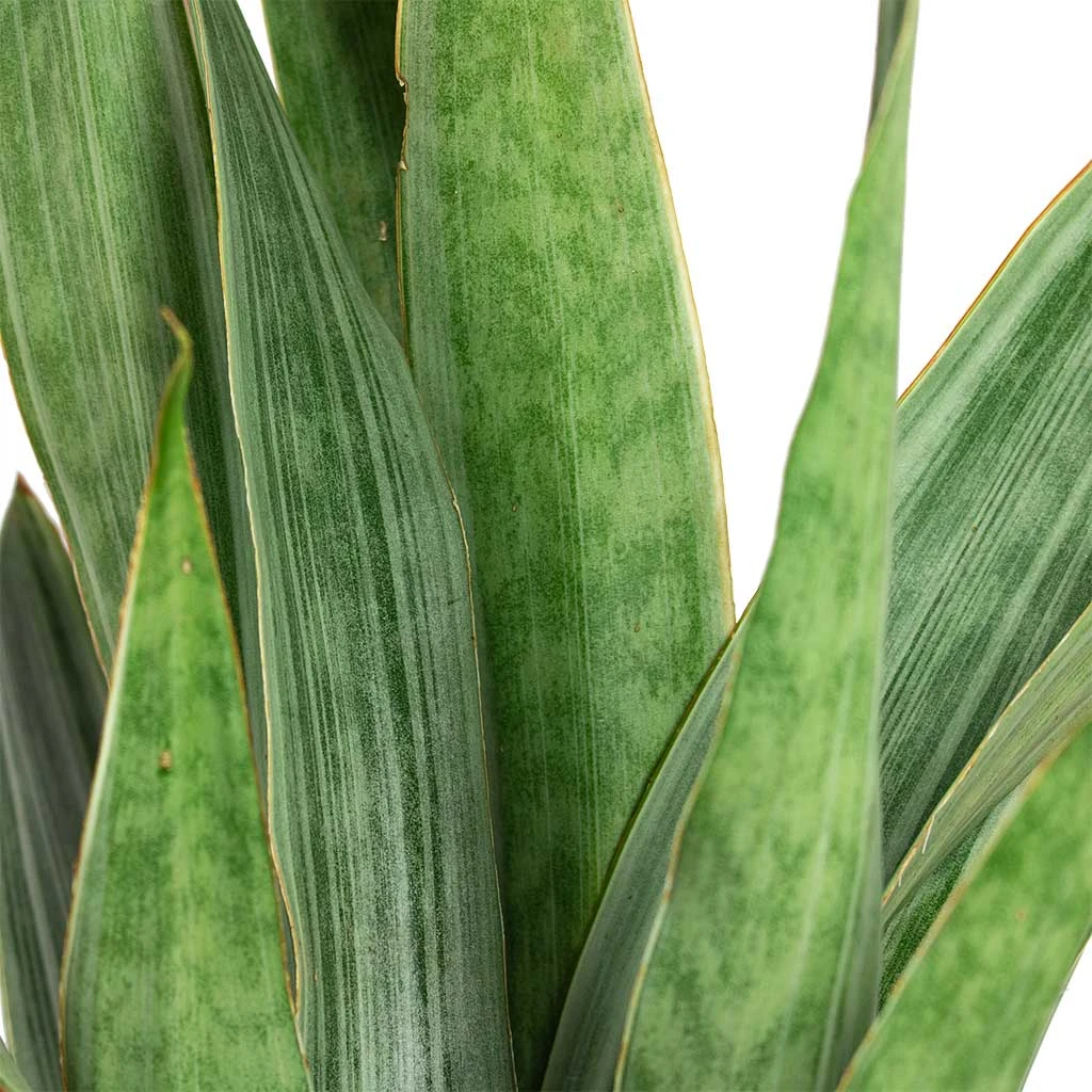 Sansevieria Trifasciata Metallica - Snake Plant 5 Sansevieria Trifasciata Metallica - Snake Plant - Image 3