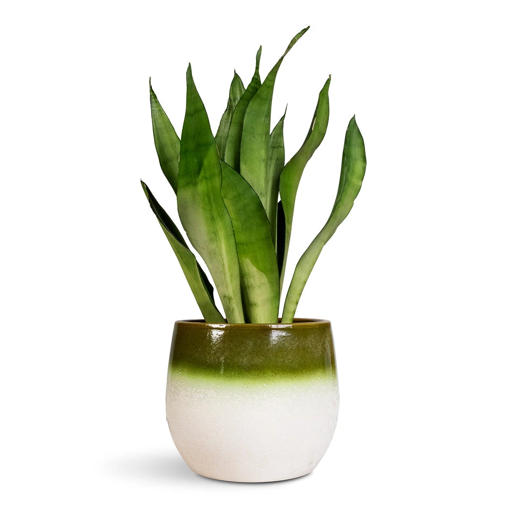 Sansevieria Trifasciata Moonshine - Snake Plant 3 Sansevieria Trifasciata Moonshine - Snake Plant