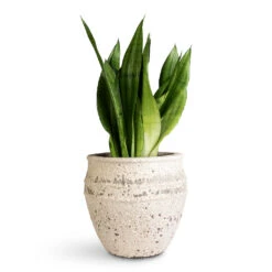 Sansevieria Trifasciata Moonshine - Snake Plant 27 Sansevieria Trifasciata Moonshine - Snake Plant -Hortology Plants Shop Sansevieria trifasciata Moonshine 17x60cm Athena Mediterranean Planter Chalk White 28.5x24cm