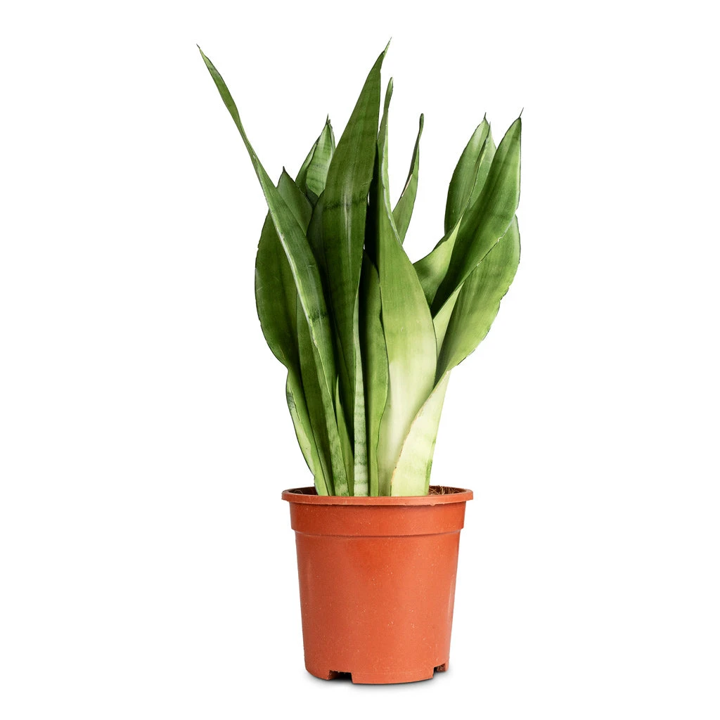 Sansevieria Trifasciata Moonshine - Snake Plant 10 Sansevieria Trifasciata Moonshine - Snake Plant - Image 8
