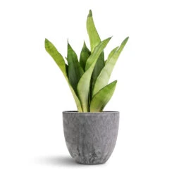 Sansevieria Trifasciata Moonshine - Snake Plant 31 Sansevieria Trifasciata Moonshine - Snake Plant -Hortology Plants Shop Sansevieria trifasciata Moonshine Snake Plant 12x40cm Bola Artstone Plant Pot Grey 17x15cm 7181 e4543587 9fb9 4632 a3bc b09d151220fe