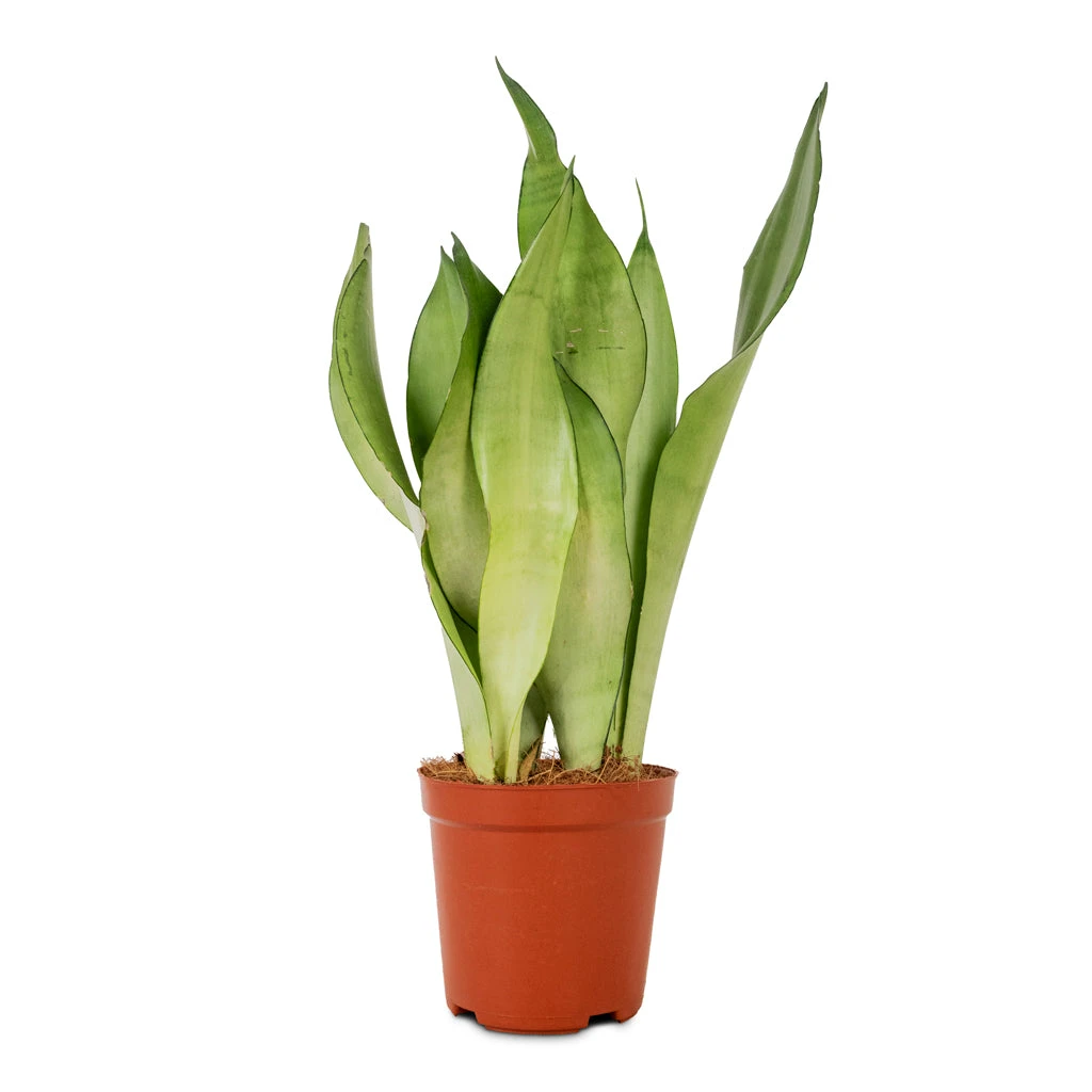 Sansevieria Trifasciata Moonshine - Snake Plant 9 Sansevieria Trifasciata Moonshine - Snake Plant - Image 7
