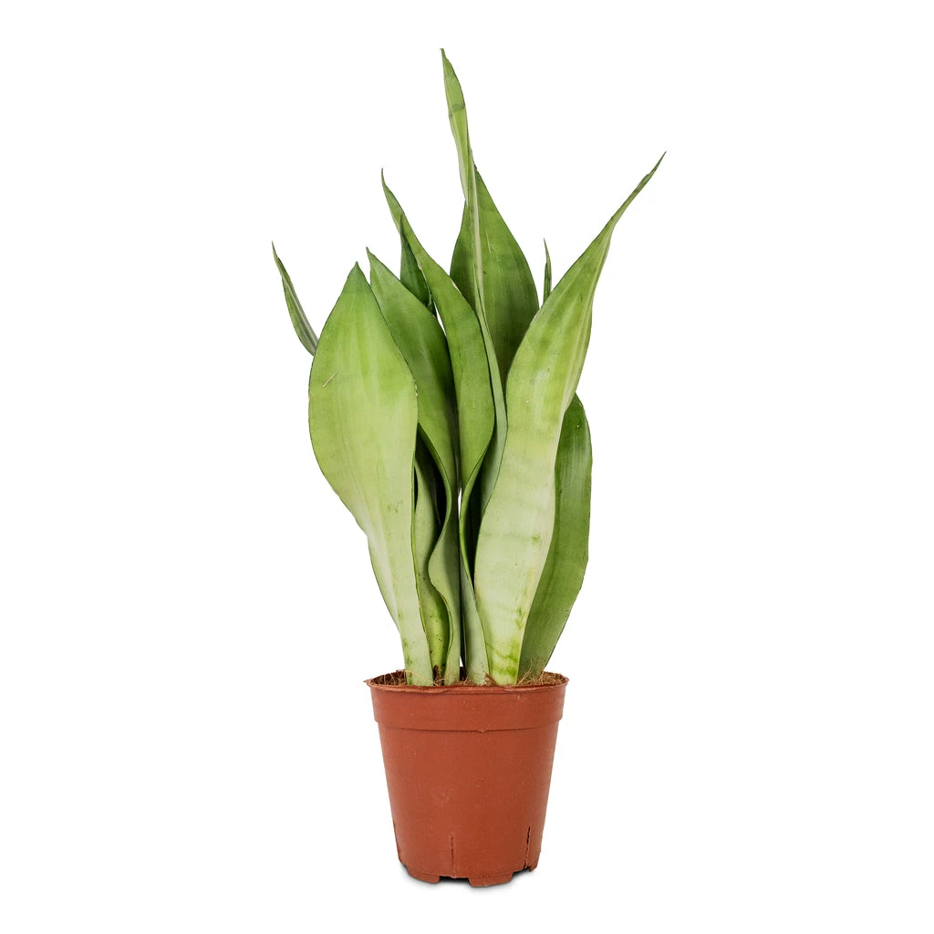 Sansevieria Trifasciata Moonshine - Snake Plant 13 Sansevieria Trifasciata Moonshine - Snake Plant - Image 11