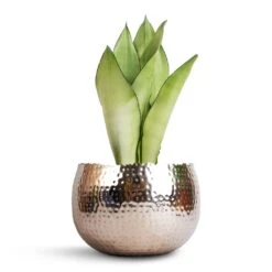 Sansevieria Trifasciata Moonshine - Snake Plant 36 Sansevieria Trifasciata Moonshine - Snake Plant -Hortology Plants Shop Sansevieria trifasciata Moonshine Snake Plant 14x45cm Hammered Bowl Nickel with Black 19x14cm 34ff7d59 58ec 4695 ac06 530d91d146d2