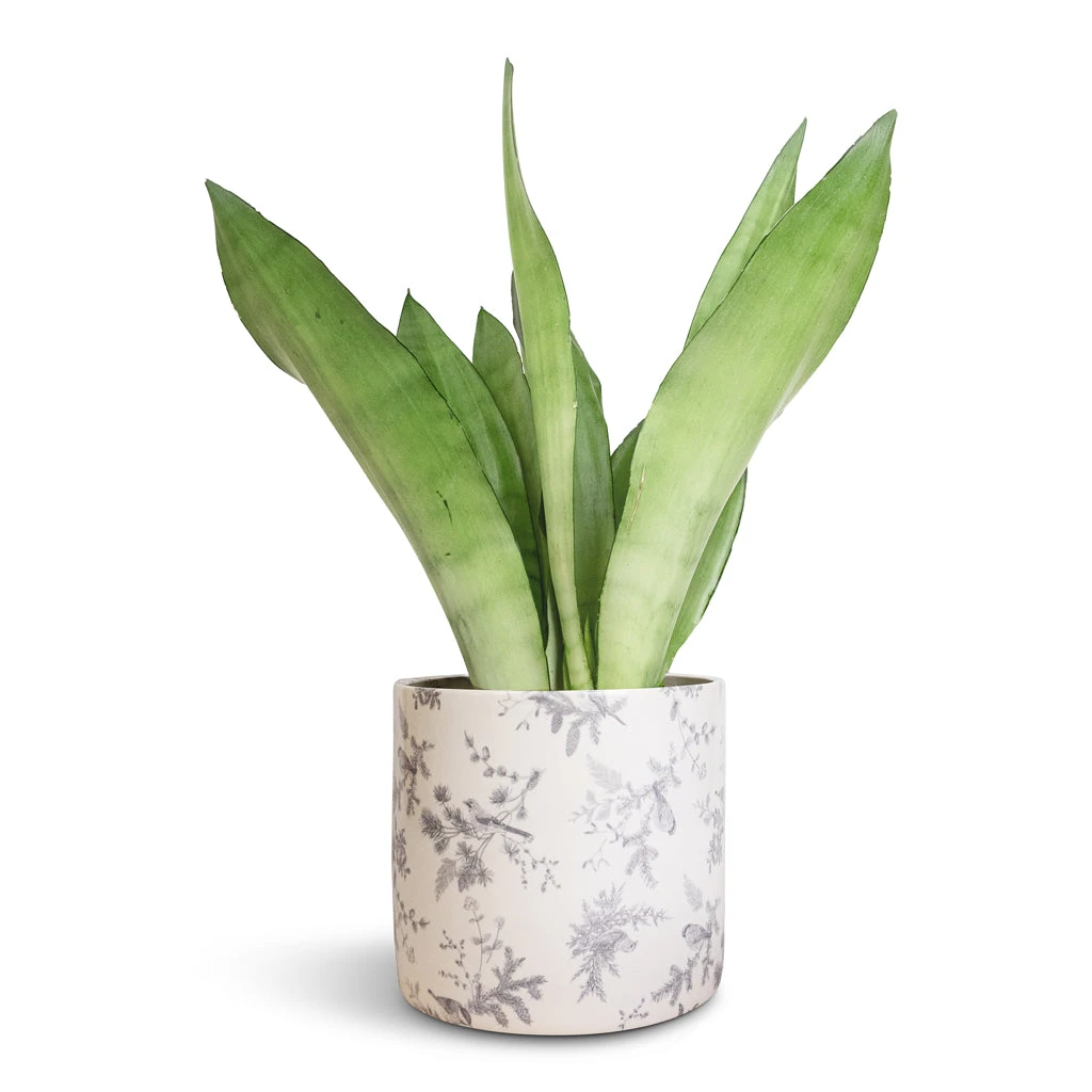 Sansevieria Trifasciata Moonshine - Snake Plant 15 Sansevieria Trifasciata Moonshine - Snake Plant - Image 13