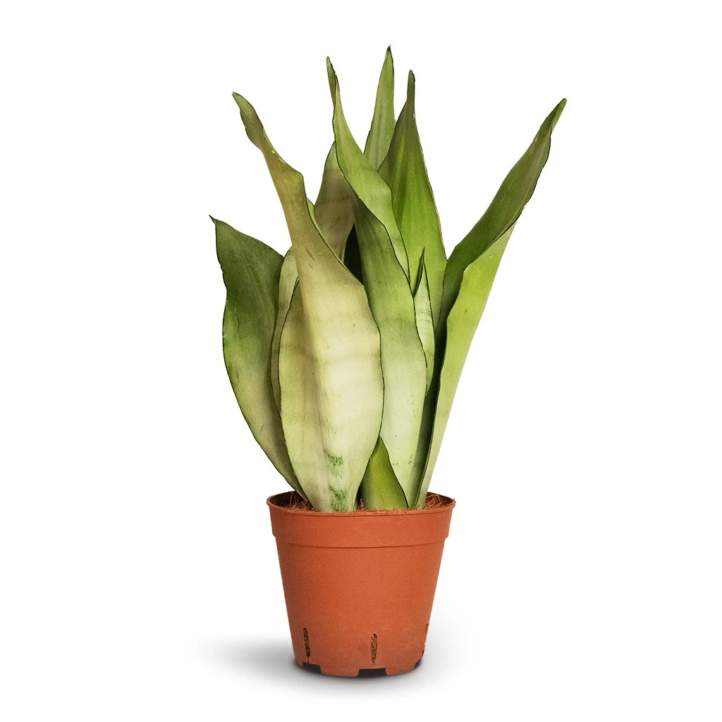 Sansevieria Trifasciata Moonshine - Snake Plant 16 Sansevieria Trifasciata Moonshine - Snake Plant - Image 14
