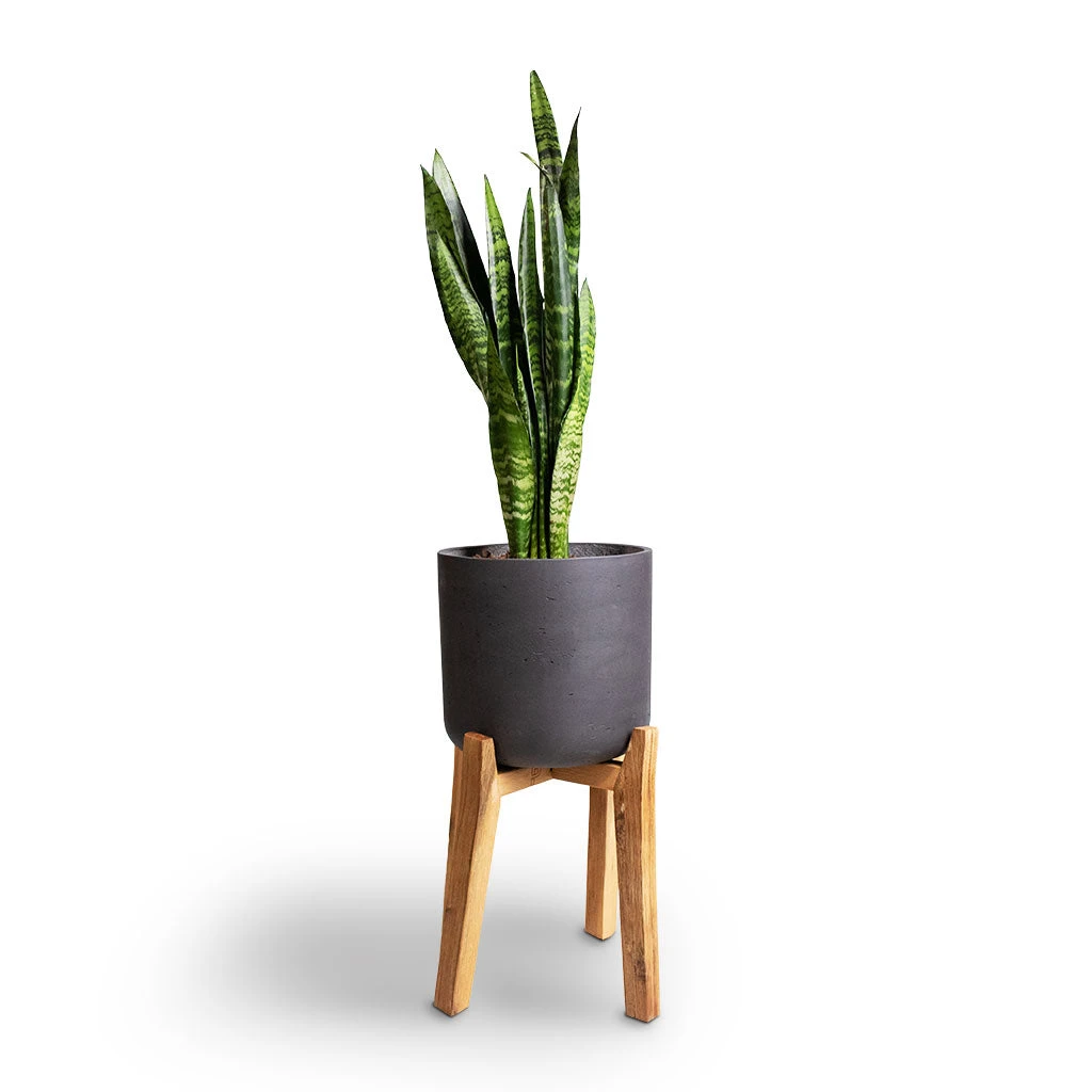 Charlie Plant Pot - Tall Stand - Black Washed 9 Charlie Plant Pot - Tall Stand - Black Washed - Image 7