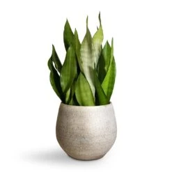 Sansevieria Trifasciata Moonshine - Snake Plant 40 Sansevieria Trifasciata Moonshine - Snake Plant -Hortology Plants Shop Sansevieria trifasciata Moonshine Snake Plant 21x70cm Noor Plant Pot Metallic Grey 27x25cm 2 4c19579b eb5c 421b ae78 cc1e846d0c1f