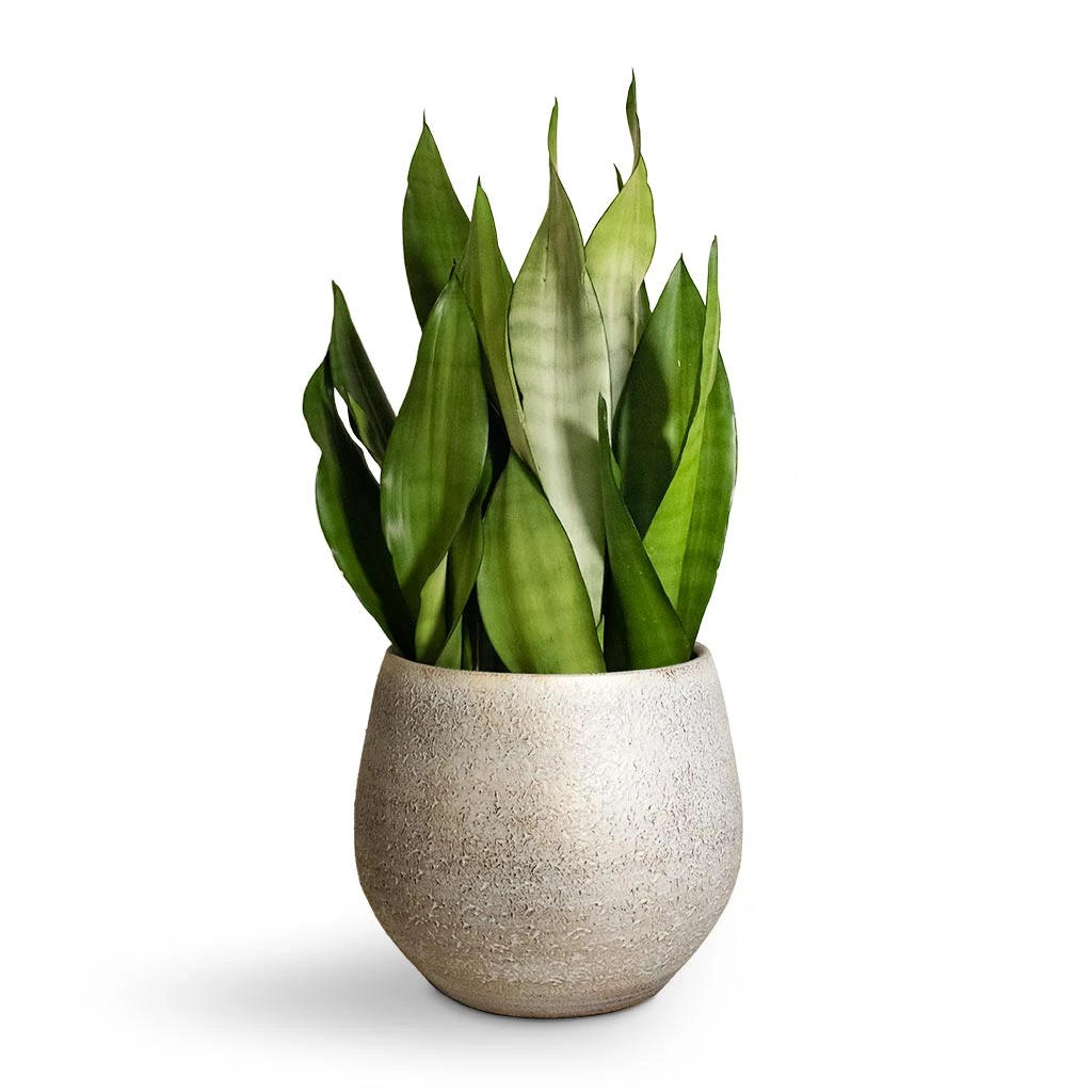 Sansevieria Trifasciata Moonshine - Snake Plant 21 Sansevieria Trifasciata Moonshine - Snake Plant - Image 19