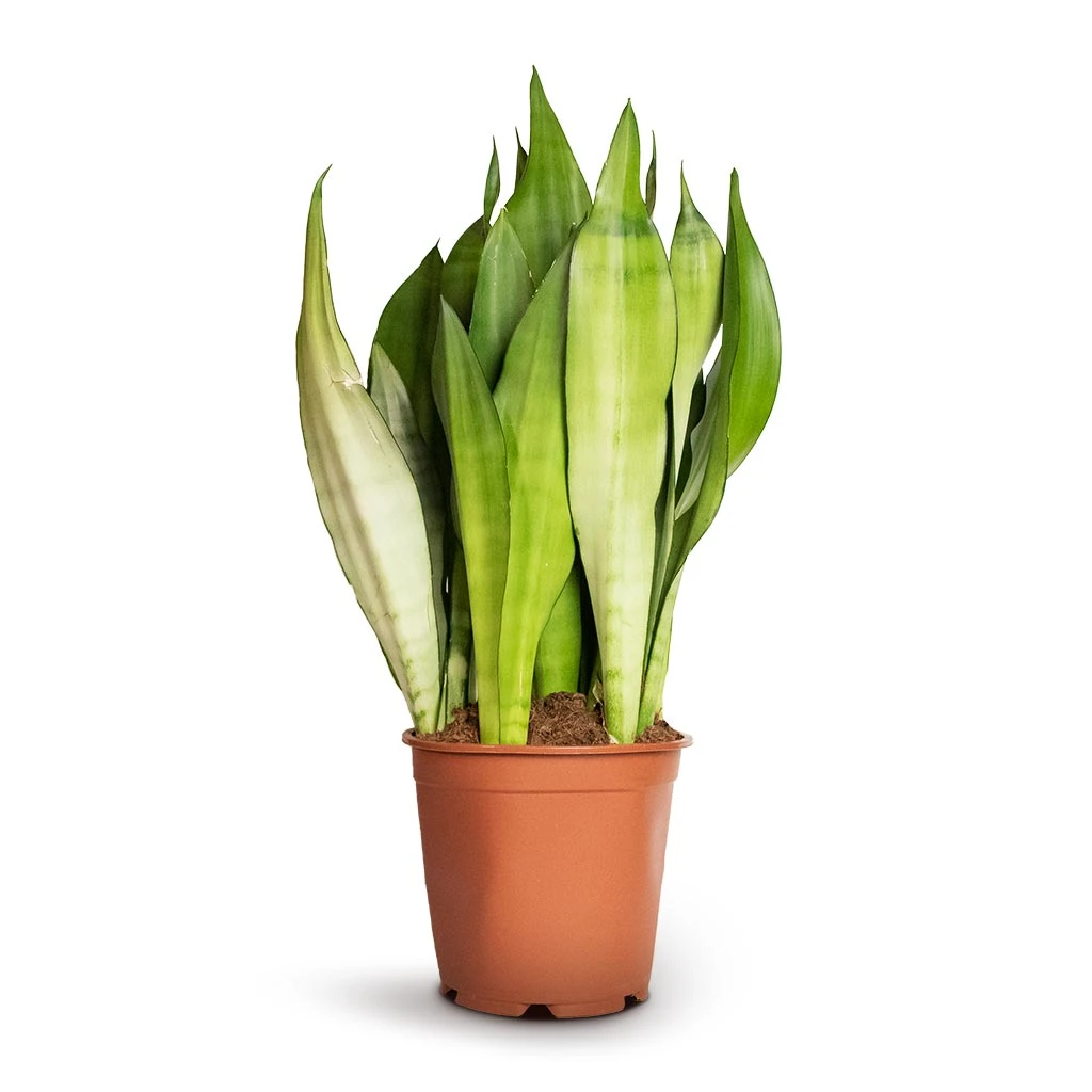 Sansevieria Trifasciata Moonshine - Snake Plant 19 Sansevieria Trifasciata Moonshine - Snake Plant - Image 17