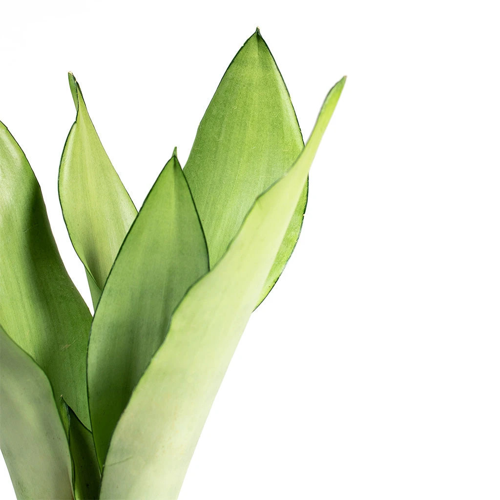 Sansevieria Trifasciata Moonshine - Snake Plant 4 Sansevieria Trifasciata Moonshine - Snake Plant - Image 2