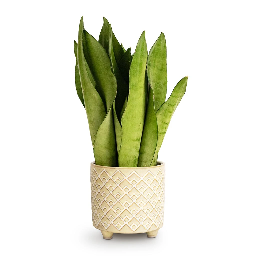 Sansevieria Trifasciata Moonshine - Snake Plant 14 Sansevieria Trifasciata Moonshine - Snake Plant - Image 12