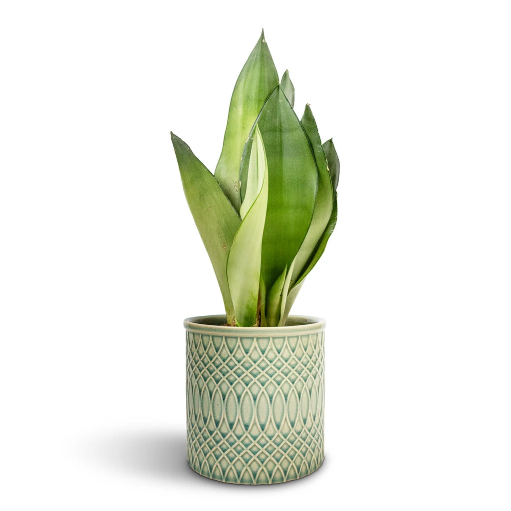 Morocco Plant Pot - Jade Green Celadon 6 Morocco Plant Pot - Jade Green Celadon - Image 4