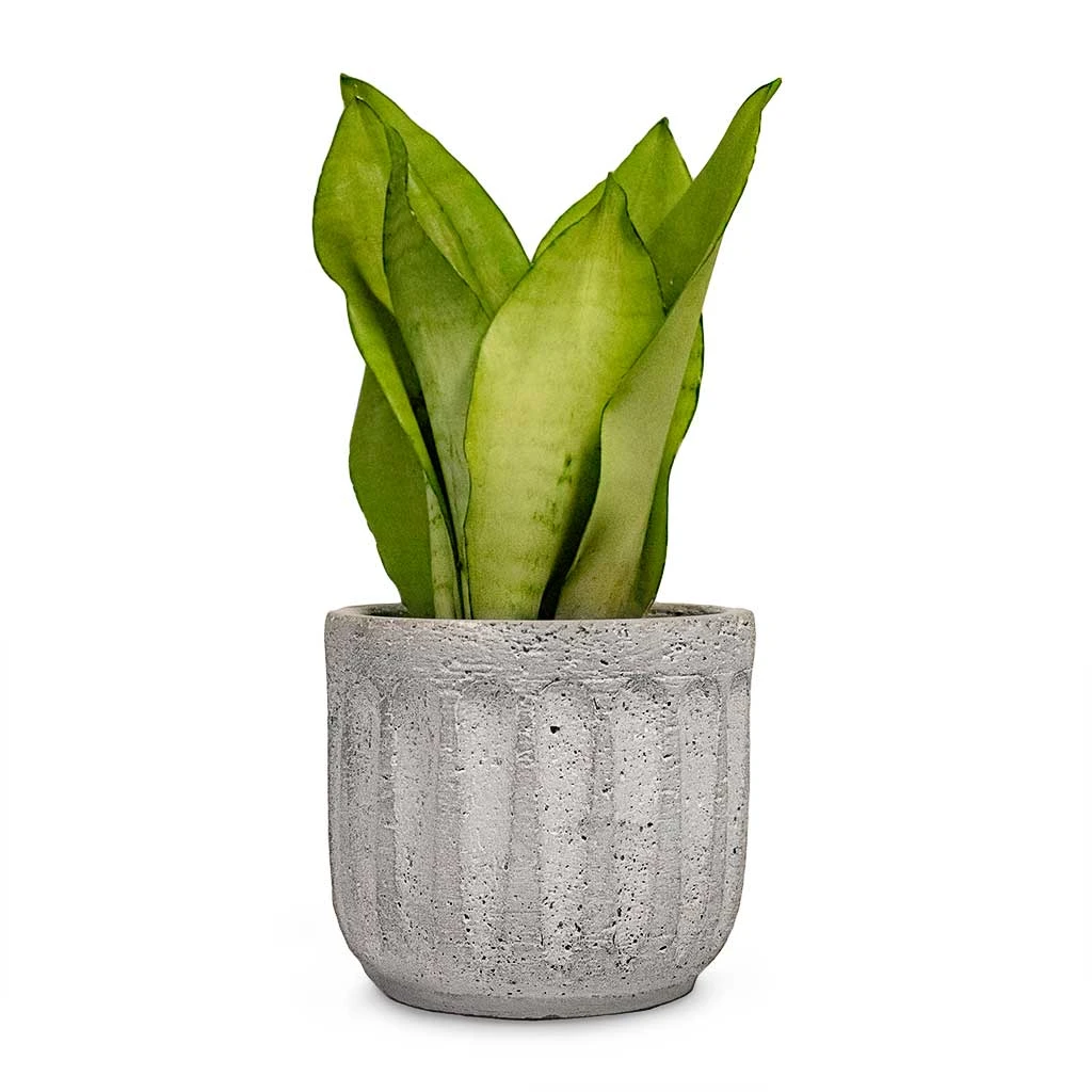 Sansevieria Trifasciata Moonshine - Snake Plant 20 Sansevieria Trifasciata Moonshine - Snake Plant - Image 18