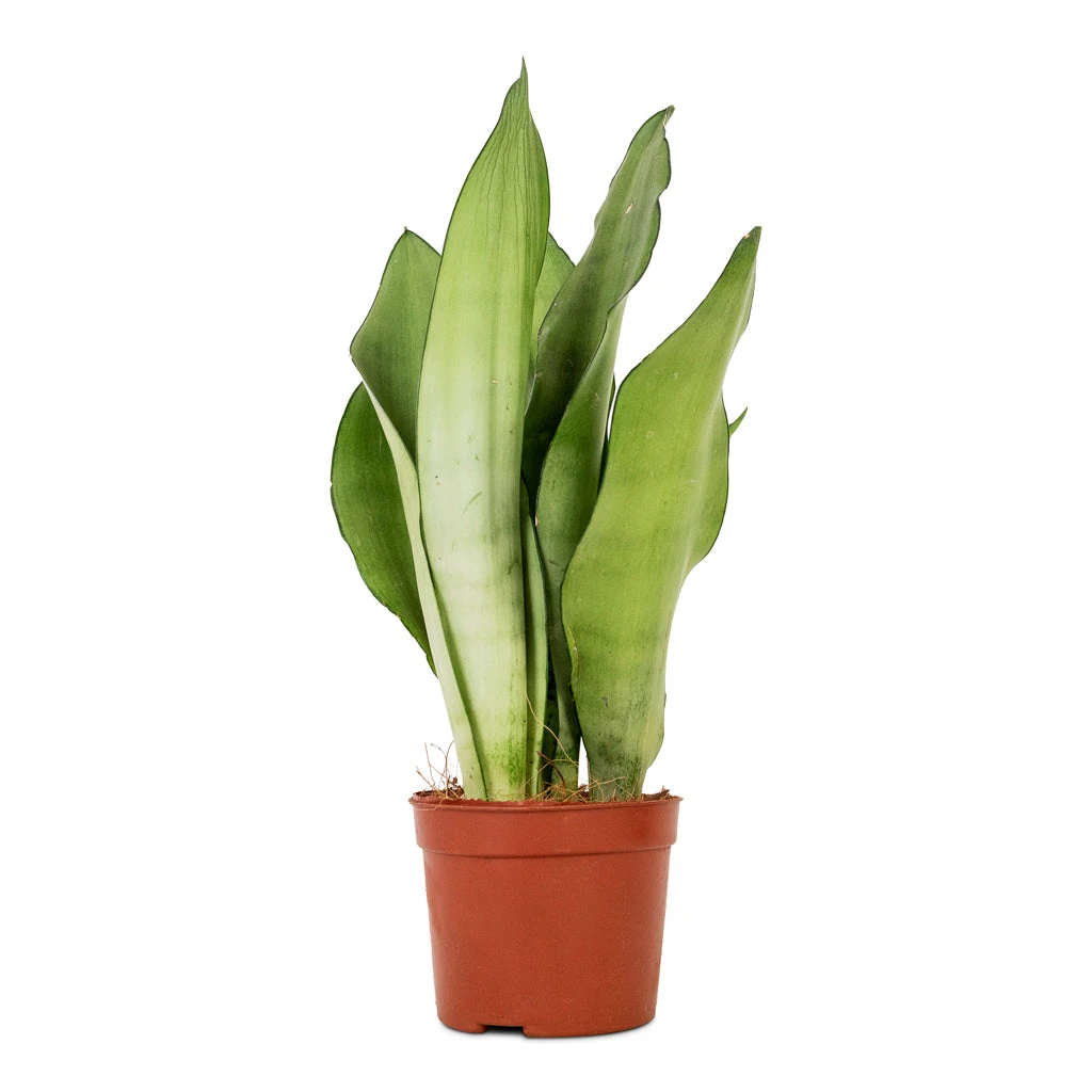 Sansevieria Trifasciata Moonshine - Snake Plant 6 Sansevieria Trifasciata Moonshine - Snake Plant - Image 4