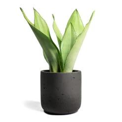 Sansevieria Trifasciata Moonshine - Snake Plant 26 Sansevieria Trifasciata Moonshine - Snake Plant -Hortology Plants Shop Sansevieria trifasciata Moonshine Snake Plant Charlie Plant Pot Black Washed