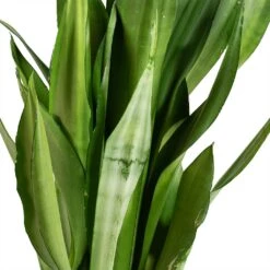 Sansevieria Trifasciata Moonshine - Snake Plant 41 Sansevieria Trifasciata Moonshine - Snake Plant -Hortology Plants Shop Sansevieria trifasciata Moonshine Snake Plant Stems