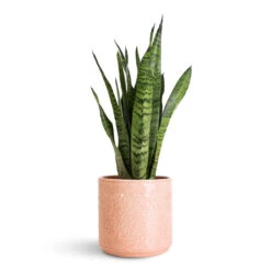 Betsy Embossed Plant Pot - Floral Pink -Hortology Plants Shop Sansevieria zeylanica 14x50cm Betsy Pot Floral Pink 17.5x16.5cm