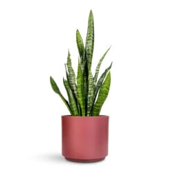 Prague Plant Pot - Rose -Hortology Plants Shop Sansevieria zeylanica 17x60cm Prague Pot Rose 22x19.5cm 1