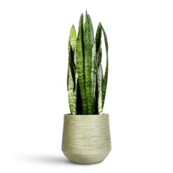 Dune Cylinder Planter - Pistachio 17 Dune Cylinder Planter - Pistachio -Hortology Plants Shop Sansevieria zeylanica 19x65cm Dune Darcy Planter Pistachio 30x26cm 2