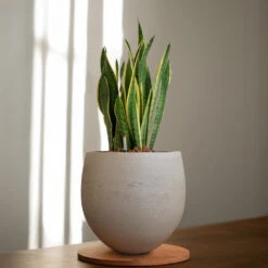 Sansevieria Laurentii - HydroCare 24 Sansevieria Laurentii - HydroCare -Hortology Plants Shop Sansevieria zeylanica HydroCare 22 19x80cm Mini Orb Kevan Plant Pot Grey Washed 32x28cm