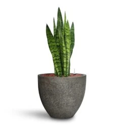 Sansevieria Trifasciata Zeylanica - HydroCare -Hortology Plants Shop Sansevieria zeylanica HydroCare Cement Stone Cody Plant Pot Granite Grey