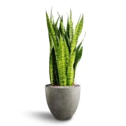 Sansevieria Trifasciata Zeylanica - HydroCare -Hortology Plants Shop Sansevieria zeylanica Hydroculture Grigio Egg Pot Planter Natural Concrete