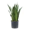 Sansevieria Trifasciata Zeylanica - HydroCare -Hortology Plants Shop Sansevieria zeylanica Hydroculture Indoor Plant Large